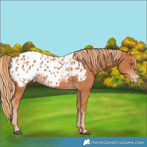 Horse Color:Chestnut Appaloosa