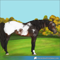 Horse Color:Gray Bay Snowcap