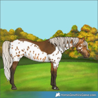 Horse Color:Gray Silver Buckskin Skewed LP Spotted Rabicano 
