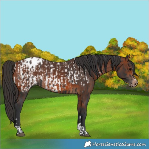 Horse Color:Black Appaloosa  and Bay Appaloosa 