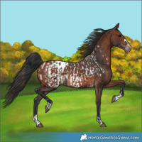 Horse Color:Black Blanket  and Bay Varnish 