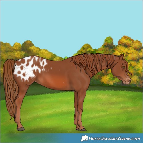 Horse Color:Chestnut Appaloosa 