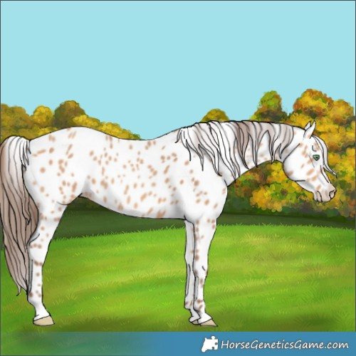 Horse Color:Amber Champagne Appaloosa Rabicano 