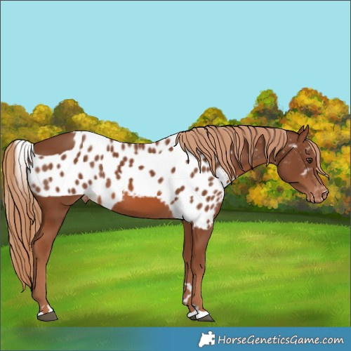 Horse Color:Chestnut Skewed Appaloosa Rabicano