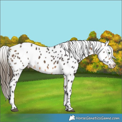 Horse Color:Buckskin Appaloosa Rabicano 