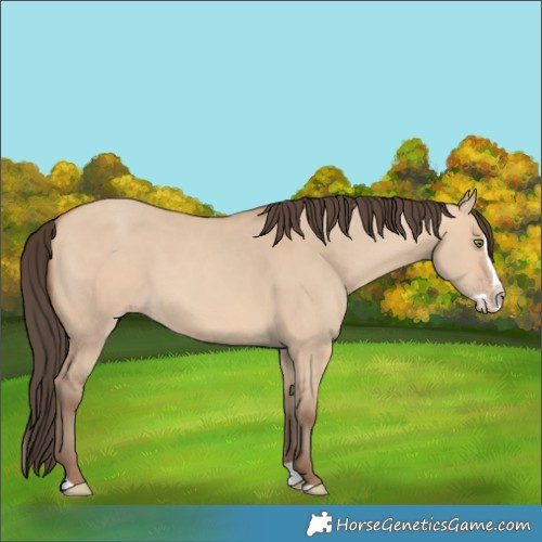 Horse Color:Unknown 