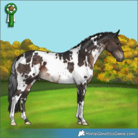 Horse Color:White Spotted Brown Mushroom