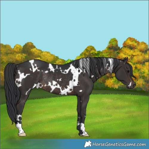 Horse Color:White Spotted Brown Rabicano 
