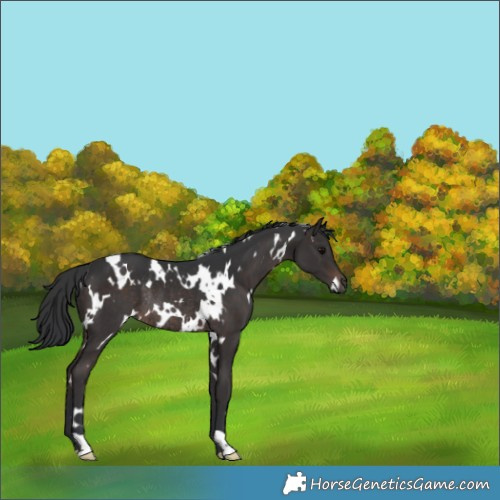 Horse Color:White Spotted Brown Rabicano 