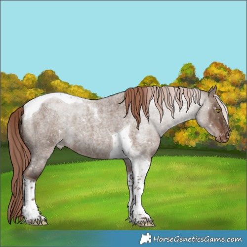 Horse Color:Liver Red Dun Roan Tobiano Appaloosa Brindle 