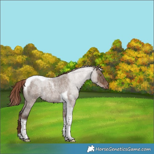 Horse Color:Liver Red Dun Roan Tobiano Appaloosa Brindle