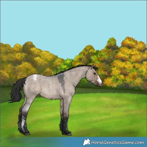 Horse Color:Brown Roan Dun Sabino Appaloosa