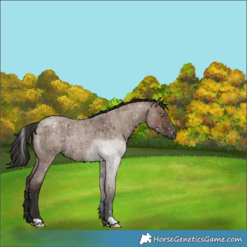 Horse Color:Liver Red Dun Roan Appaloosa Rabicano Brindle