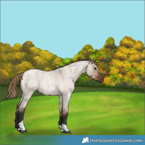 Horse Color:Liver Red Dun Roan Tobiano