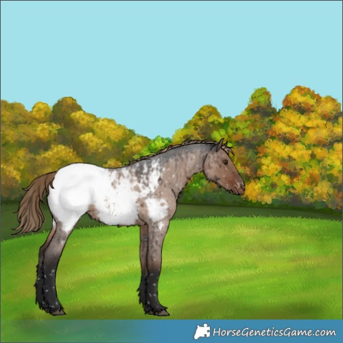 Horse Color:Liver Red Dun Roan Appaloosa Rabicano Brindle