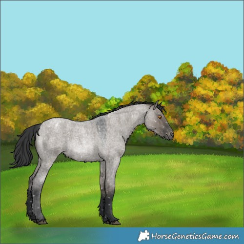 Horse Color:Grullo Roan Sabino Snowflake Varnish