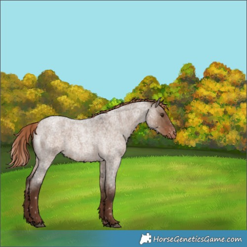 Horse Color:Liver Red Dun Roan Snowflake Varnish Rabicano