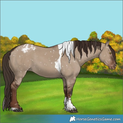 Horse Color:Liver Red Dun Sabino Tobiano Appaloosa