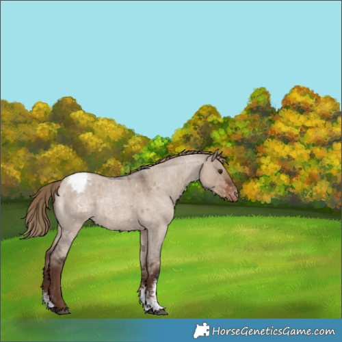 Horse Color:Liver Red Dun Roan Sabino Snowcap Rabicano 