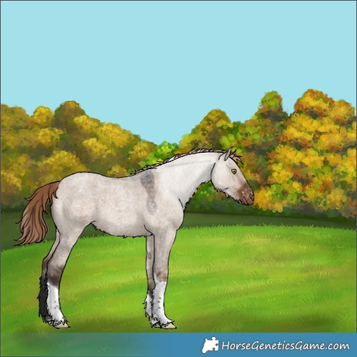 Horse Color:Liver Red Dun Roan Tobiano Snowflake Varnish