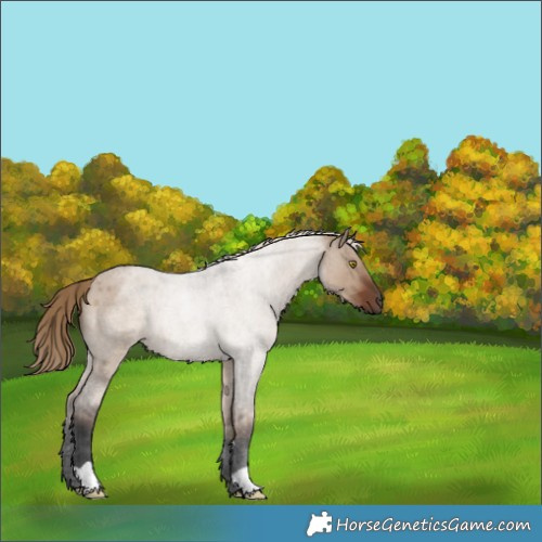 Horse Color:Liver Red Dun Roan 
