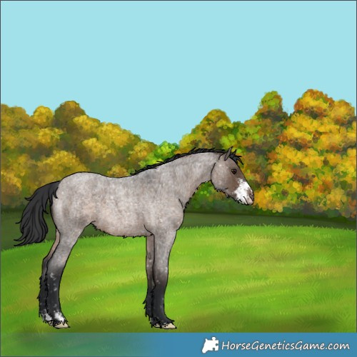 Horse Color:Brown Roan Dun Sabino Appaloosa Brindle 