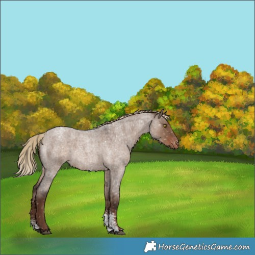 Horse Color:Liver Red Dun Roan Sabino Snowflake Varnish