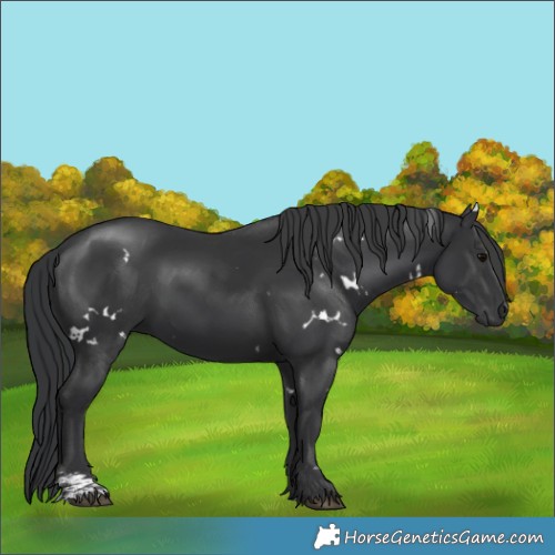 Horse Color:White Spotted Black Sabino Rabicano 