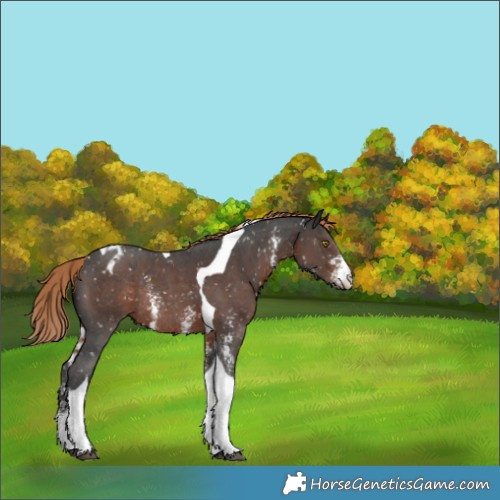 Horse Color:Liver Chestnut Sabino Tobiano Blanket Rabicano 