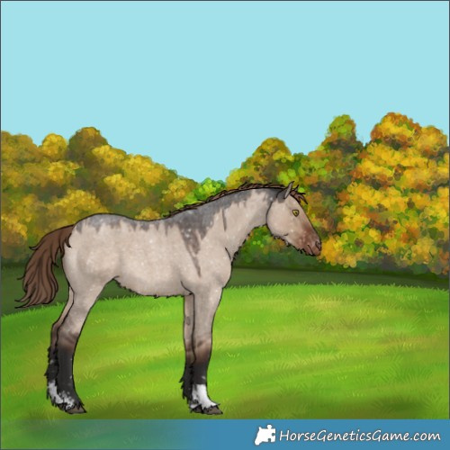 Horse Color:Liver Red Dun Roan Sabino Snowflake Varnish Rabicano