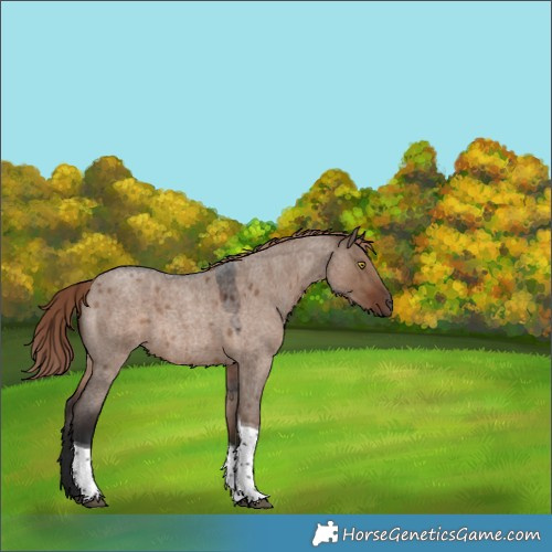 Horse Color:Liver Red Dun Roan Tobiano Rabicano 