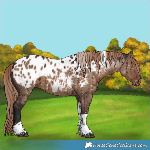 Horse Color:Liver Red Dun Sabino Tobiano Appaloosa Rabicano Brindle