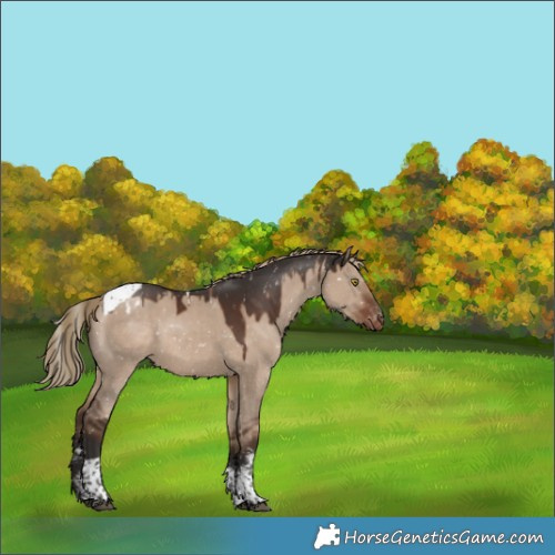 Horse Color:Liver Red Dun Sabino Tobiano Appaloosa Rabicano