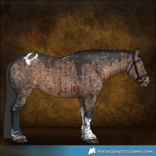 Horse Color:Brown Dun Sabino Tobiano Appaloosa Brindle 