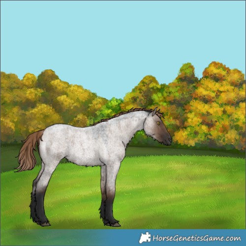 Horse Color:Liver Red Dun Roan Rabicano 