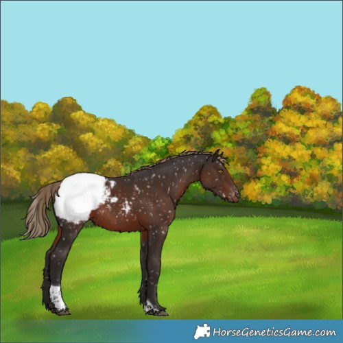 Horse Color:Liver Chestnut Tobiano Snowcap Rabicano