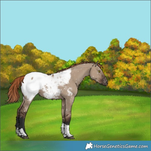 Horse Color:Liver Red Dun Sabino Tobiano Appaloosa