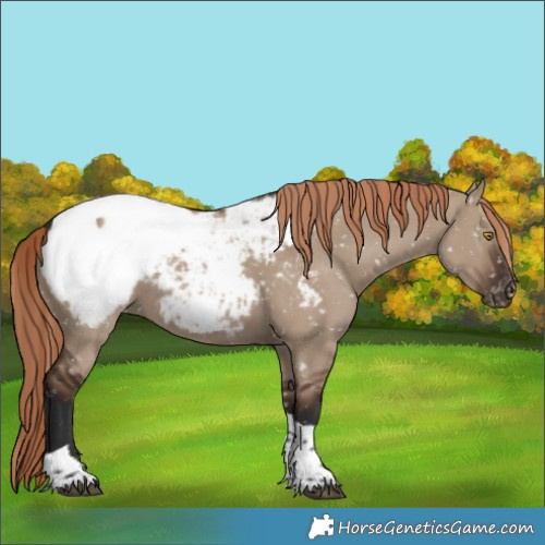 Horse Color:Liver Red Dun Sabino Tobiano Near Fewspot