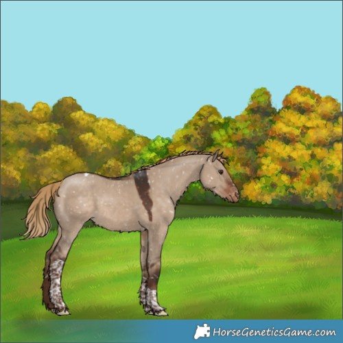 Horse Color:Liver Red Dun Tobiano Snowflake Varnish 