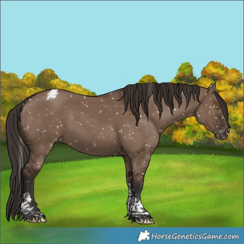 Horse Color:Liver Red Dun Tobiano Appaloosa Rabicano 
