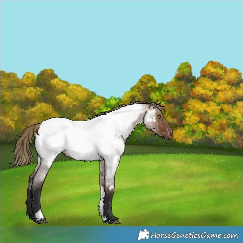 Horse Color:Liver Red Dun Roan Tobiano Appaloosa Brindle