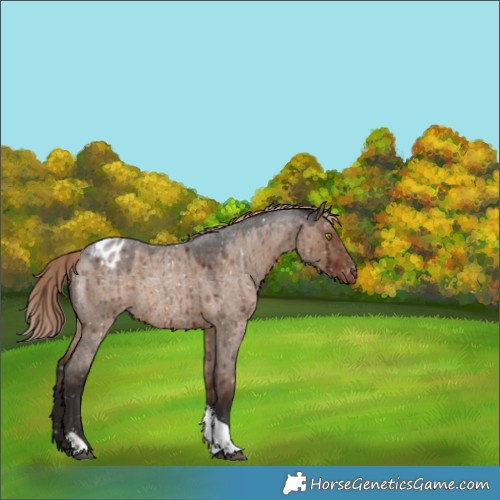 Horse Color:Liver Red Dun Roan Tobiano Appaloosa Rabicano Brindle