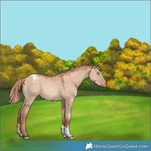 Horse Color:Gold Champagne Dun Sabino Tobiano Appaloosa