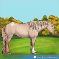 Horse Color:Gold Champagne Dun Sabino Tobiano Appaloosa