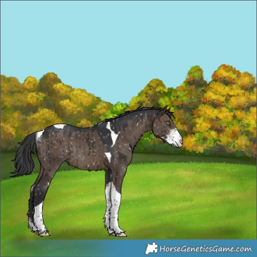Horse Color:Brown Dun Sabino Tobiano Appaloosa Rabicano Brindle