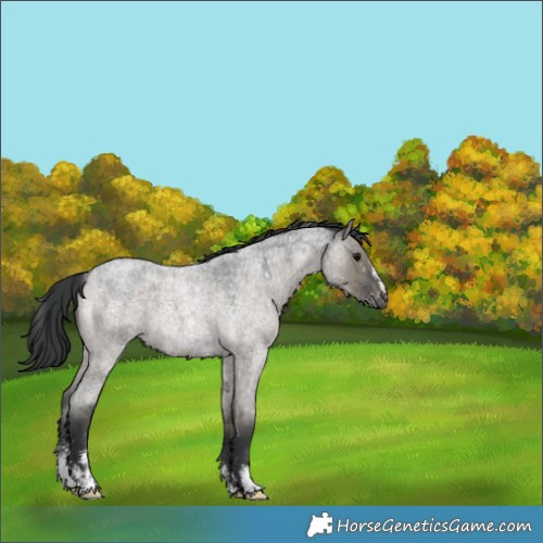 Horse Color:Grullo Roan Sabino Appaloosa 