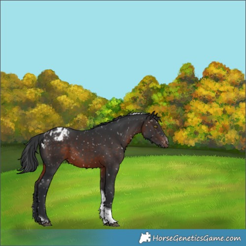 Horse Color:Brown Sabino Tobiano Appaloosa 