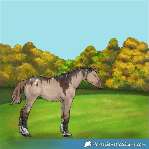 Horse Color:Liver Red Dun Sabino Tobiano Appaloosa Rabicano 