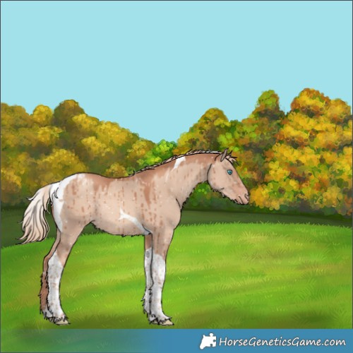 Horse Color:Gold Champagne Dun Tobiano Appaloosa Rabicano Brindle