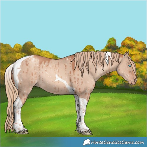 Horse Color:Gold Champagne Dun Tobiano Appaloosa Rabicano Brindle